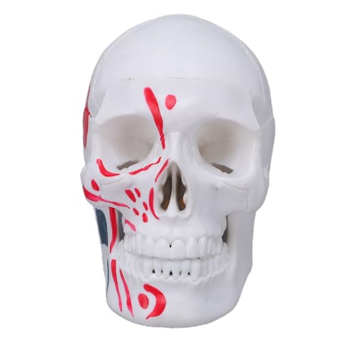 OPPWONG Anatomical PVC Skull Model Compact Display Piece for Educational Use in Classrooms, Labs, and Workshops 4.53x3.35x2.76in for Teachers Students Artists Enthusiasts