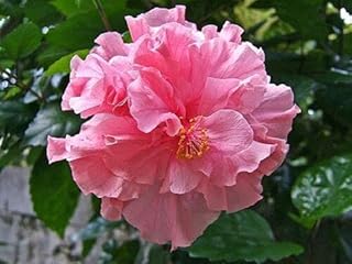 20 Double Pink Hibiscus Seeds Perennial Flower Flowers Seed Bloom Garden Tree