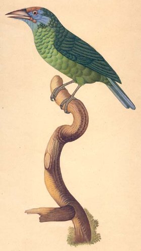 Aquarelle sur papier Hirondelle Exotic India poésie murale