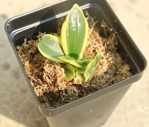 Phalaenopsis amabilis, White Moth Orchid, Young Stage,