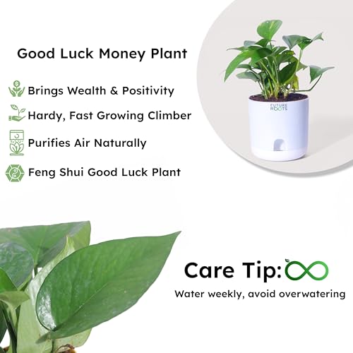 Image of Future Roots Good Luck Golden Money Plant with Self Watering Pot - Air Purifying Indoor Live Feng Shui Plant for Home, Living Room, Kitchen, Office Desk, Bedroom Decor
