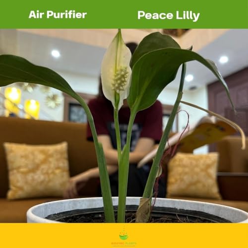 BioSync Plants Peace Lily Hydro, Live Indoor Flowering Plant, Water-Grown, Decorative Foliage, Grower's Pot Included (Small)