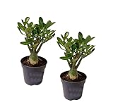 L'Adenium obesum, plus connu sous le nom de rose du désert, est une plante exotique particulièrement belle