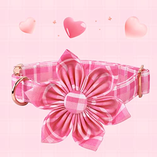 The 9 Best Lionheart glory Dog Collars of 2024 [Verified] Cherry Picks