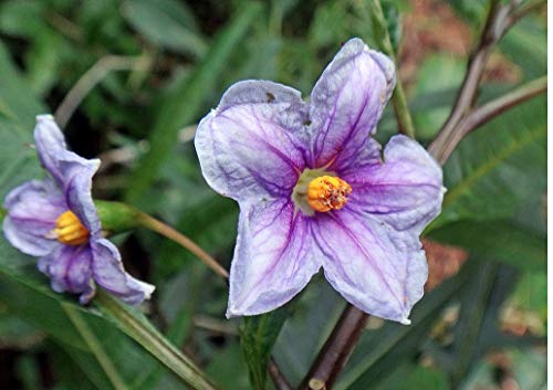 1235-Kangaroo Apple Bush (Solanum Aviculare) Seeds By Robsrareandgiantseeds Upc0764425789185 Non-Gmo,Organic,Usa Grower,Bonsai,Rapid-Growing,Shrub,Evergreen,Fruit, Poroporo,1235 Package 5 Seeds #TOP7