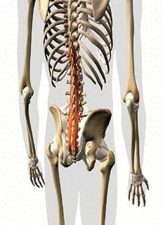 Puzzles for Adults 1000 Pieces Jigsaw Puzzles with Letters on Back Multifidus Muscle The Spinal Column 3D Rendering Difficult Hard Cool Puzzle 1000 Piece Puzzle Clearance