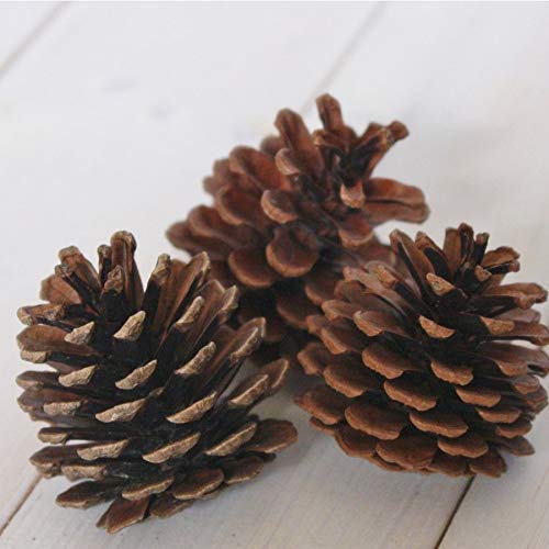 Amazon.co.jp: 松ぼっくり（木の実）50個 自然素材 国内産 : おもちゃ