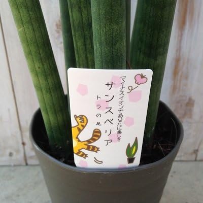 Amazon マイナスイオンであなたに癒しを サンスベリア スタッキー トラの尾 4号鉢 観葉植物 観葉植物 オンライン通販