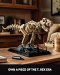 Nifeliz T. Rex Fossils Model Building Set, Tyrannosaurus Rex Dinosaur Skeleton Building Set for Adults, Ideal Gift for Fossils Lovers (826 PCS, NF10343)