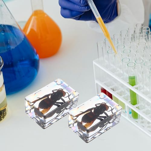 Pisapapeles de resina con insectos CLISPEED, pack de 6 especímenes transparentes para escritorio 6