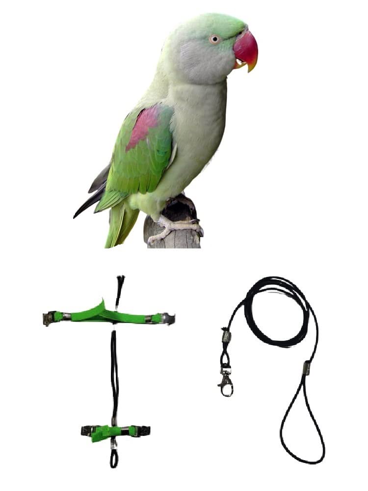 Arnés para loros grandes con enganche de acero ajustable y cuerda elástica de cuello