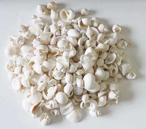 Small All White Seashell Mix - Wedding Shells - 1kg (2.2 lbs) - Shells Range from 1/4" - 1.5"