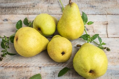 Muda de Pera Pau Enxertada