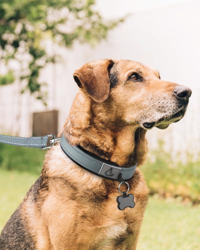 Image of Joytale Dog Collar for Extra Large Dogs, Neoprene Padded and Adjustable, Reflective Wide Heavy Duty Pet Collars with Durable Metal Belt Buckle for Walking, Gray, XL