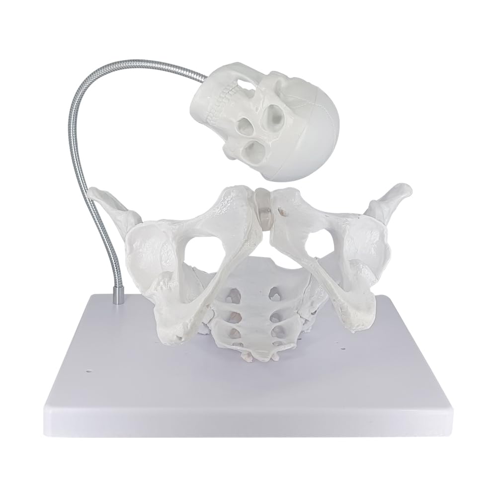 Female Pelvis Model with Fetal Skull，Female Pelvis Childbirth Model，Childbirth Education Tools，Childbirth Demonstration Pelvis Model，Midwifery Teaching Model