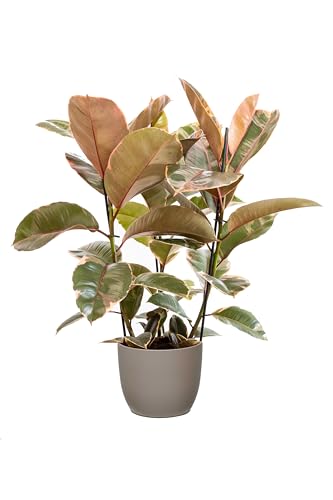 Bonplants Ficus Elastica, Elegante Pianta Vera, Fico del Caucciù, Vaso 21 cm (Belize Vaso Tortora)