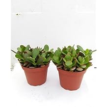 Two Jade Plant Crassula Ovuta - Easy to Grow - 4" Pot unique from Jmbamboo