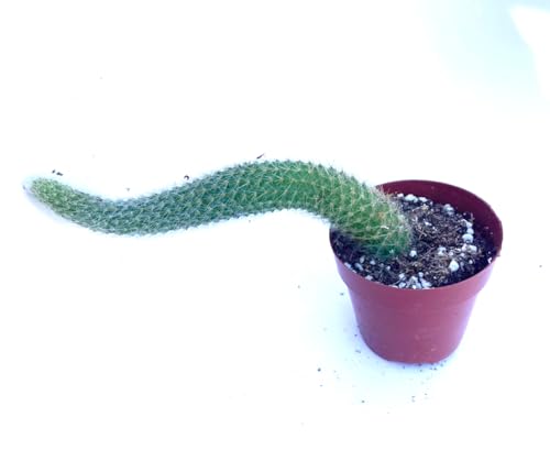Rare Cactus Plants, 2" Monkey Tail Cactus, Live Succulent Cacti