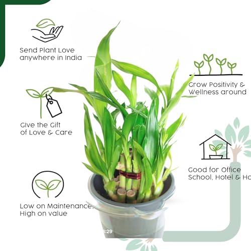 Image of Lucky Bamboo Live Indoor Plant in Premium Acrylic Vase | Low Maintenance Feng Shui & Vastu Good Luck Plant for Home and Office Decor (Transparent Pot)
