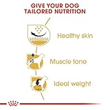 Royal Canin Pug | 1,5 kg | Trockenfutter für ausgewachsene Möpse | Zur Unterstützung des Fells und der Verdauung | Für Hunde ab dem 10. Lebensmonat