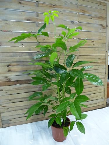 [Palmenlager] XL Schefflera actinophylla 'Amate' 140-150 cm / 2er Tuff - Strahlenaralie/Zimmerpflanze