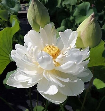 ROYAL LAND White Lotus Seeds Snow White Aquatic Plants Water Lilly Nice Fragrance 20 Seeds (B083JKCSNW) Amazon Price History, Amazon Price Tracker