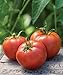Burpee 'Big Boy' Hybrid Tomato Seeds, Large Slicing Tomato with Rich Flavor,50 Non-GMO Seeds