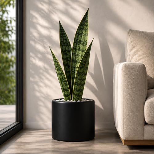 DEPLA LANE Lumero Fiberstone Cylinder Planter, Matte Finishes (XL, Black) by DEPLA LANE - Used condition - Image 3