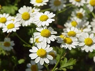 100 Seeds Feverfew Tanacetum Parthenium Herb Flower Seeds Non-Hybrid, Open-Pollinated, Suited for Canadian Climate