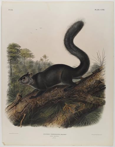 Póster de lienzo de John Audubon y cuadros de pinturas famosas para decoración del hogar