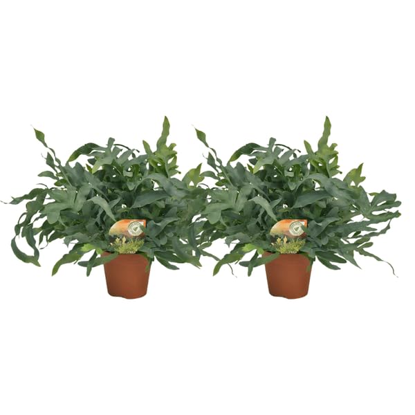 Phlebodium Blue Star Tüpfelfarn Zimmerpflanze, 2 Pflanzen, Ø17cm