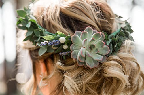 Shop Succulents | Unique Collection Of Live Succulent Plants, Hand Selected Variety Pack Of Mini Succulents | Collection Of 5 In 2" Pots #TOP5