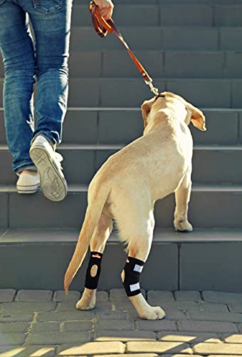 Support de jarret arrière canin attelles pour chiens m - 6