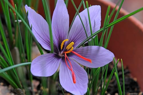 Image of Crocus Sativus Bulbs /Saffron Flower Bulbs for Planting, Home and Terrace Garden, Pack of 10 Pieces