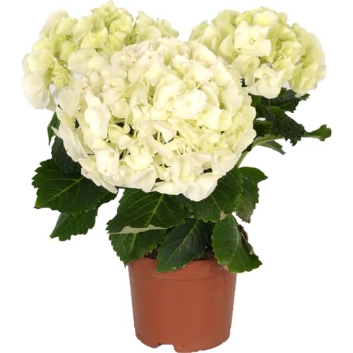 Hortensia Blanca Natural Arbusto Resistente para Decoración de Exteriores