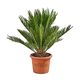 VANDAS Cycas Revoluta – Pianta Ornamentale a Tronco Elegante | Foglie Pennate Verde Scuro | Ideale per Interni ed Esterni in Climi Miti | Made in Italy