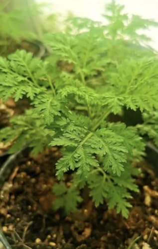 Artemisia Annua Planta Viva | Ajenjo Dulce Aromático | Planta Aromática para Huerto Medicinal, Infusiones y Jardín | Uso Exterior | 2 Unidades
