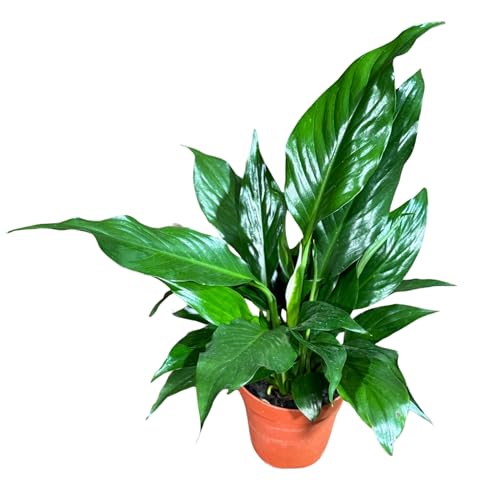 PLANTVERS Peace Lily Plant in a 4" Nursery Pot –