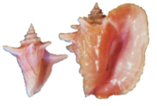 5 Lbs Frozen Conch Meat