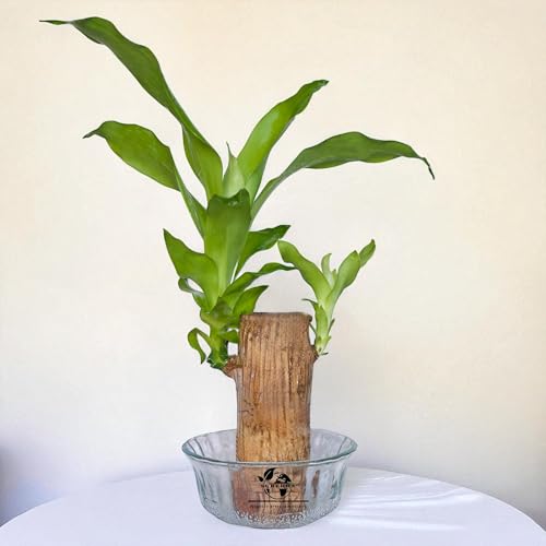 Surekha Rare Variety Lucky Brazilian Wood Live Plant With Glass Pot | Exclusive Healthy Lucky Brazilian Wood Plant for Living Room, Table & Desk Decor |Good Luck Plant (Green Medium Without Pot)