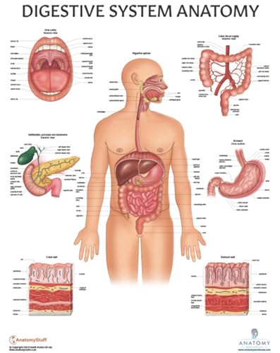 Image of Anatomy Lab Human Digestive System Anatomy Poster, LAMINATED, Anatomy and Physiology, 17.3 x 22.5 Inches, Body System Diagram, Anatomical Chart for Education Learning and Students | Laminated Anatomical Chart for Education and Learning, 17.3 x 22.5 Inches