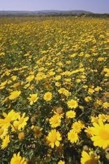 Just Seed British Wild Flower - Corn Marigold - Glebionis (Chrysanthemum) segetum - 1500 Seeds