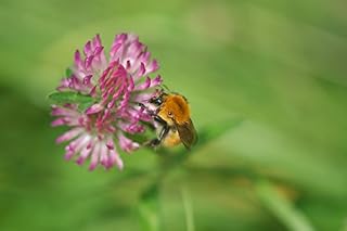 Nature's Seed Pacific Northwest Honey Bee Pasture Blend, 2000 sq. ft