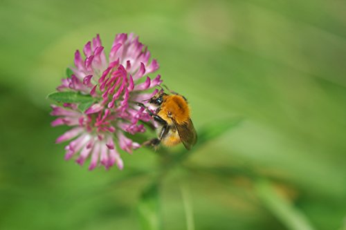 Nature's Seed Pacific Northwest Honey Bee Pasture Blend, 2000 sq. ft