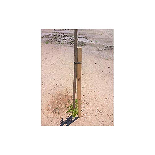 Suinga Pack 10 Estacas para Arboles 180 cm Ø 3 cm | Tutores con Punta | Poste para Vallas, Jardin y Plantas | Poste de Madera| Soporte para arboles