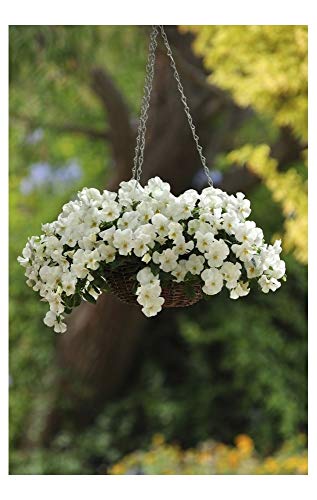 PREMIER SEEDS DIRECT - Pansy Trailing Winter Flowering - Cool Wave - White - 16 Seeds