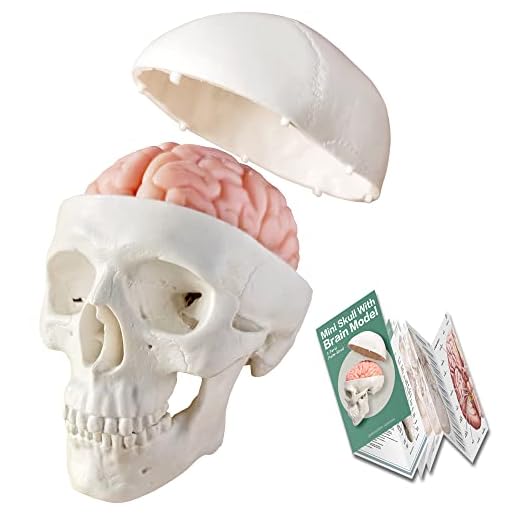 Miniature Human Skull Model, 3 Parts With 2-Part Human Brain; Half Life Size Skull with Brain; Human Head With Brain for Medical Teaching Learning, Art Sketch, Educational Display Tool Human Anatomy