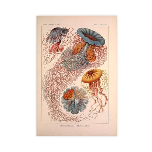 Impression sur toile créature marine vintage poster nature décoration murale 50x76