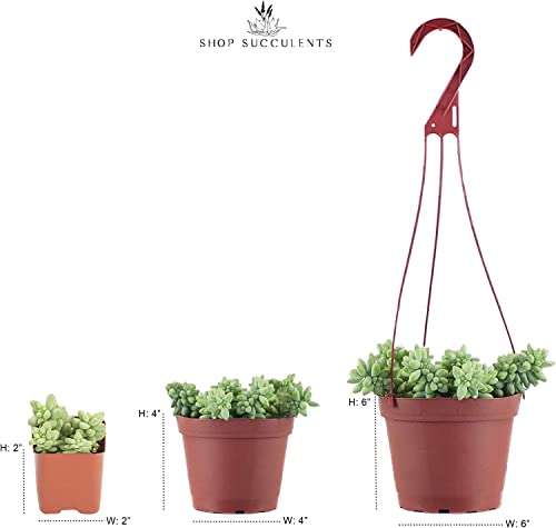 Shop Succulents | Unique Collection | Assortment Of Hand Selected, Fully Rooted Live Indoor Succulent Plants, 20-Pack C #TOP7