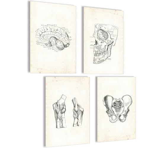 Mojoliving Anatomie Skelett Poster Set - Vintage Bilder für Schlafzimmer, Aesthetic Room Decor und Fitness - Modell Deko